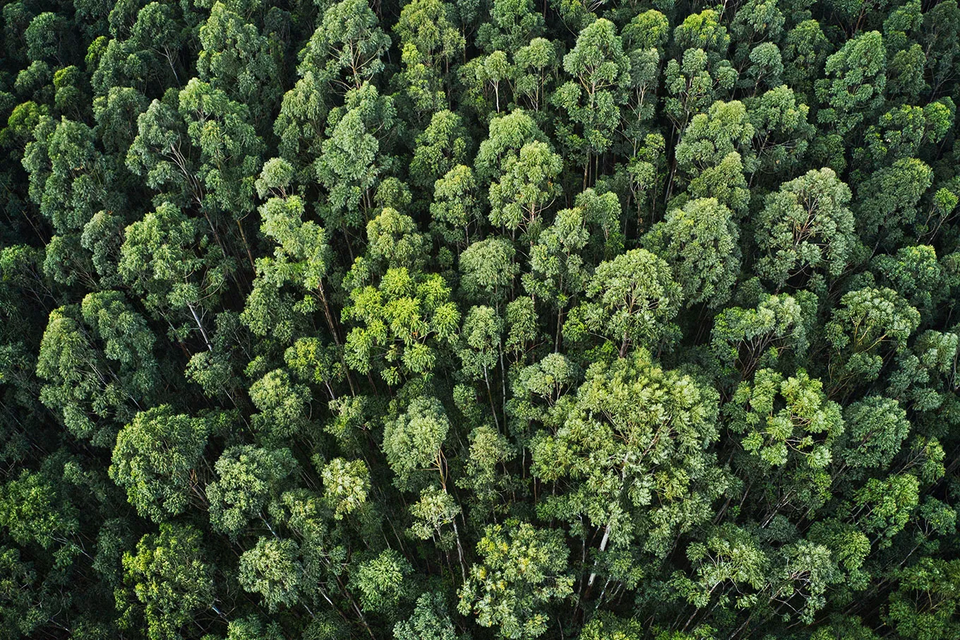 Overhead Aerial Shot Thick Forest With Beautiful Trees Greenery