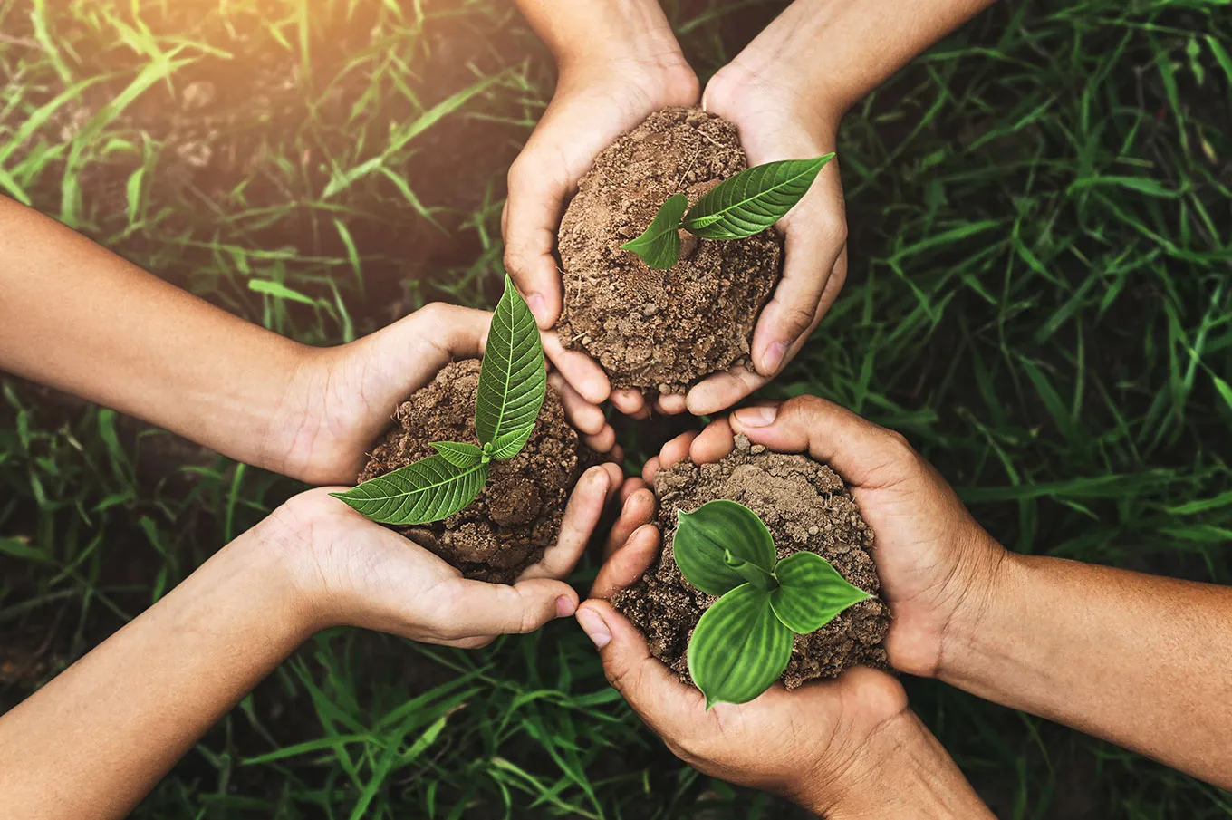 Three Hands Holding Young Plant Planting